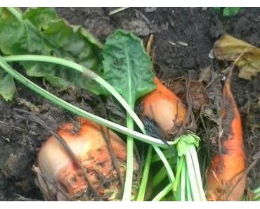 Rüben Ernte mit Kowalski