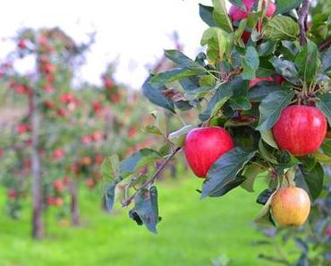 Kulinarisches | Auf zur Apfelernte! Mit der REWE Nachhaltigkeitsinitiative