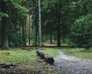 Berlin | Waldspaziergang Grunewald