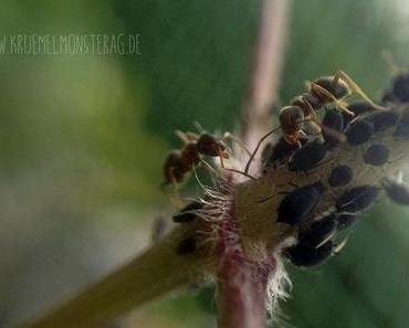 Camponotus ligniperda Part 2 | MakroMontag