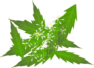 Ayurveda trifft Haar