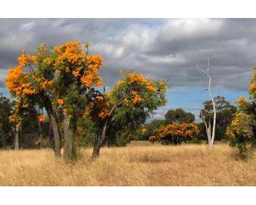 Wildblumen im Südwesten Australiens (Teil 2/2)