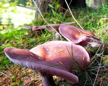 heute gibt es: ländlich-herbstliche Impressionen ;-)