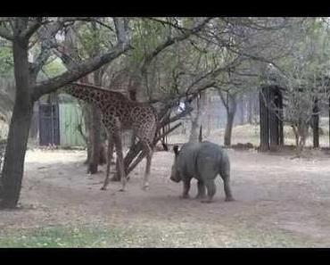 Giraffe mag Nashorn nicht und knallt ihm eins