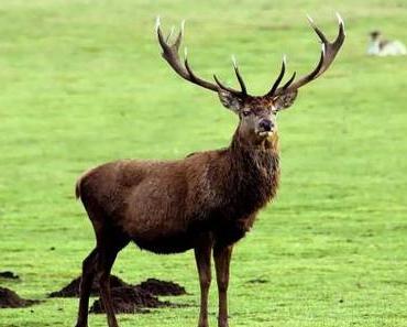 Ein toter Hirsch verschwindet