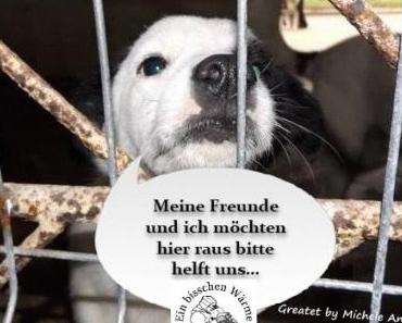 LOVE&amp;PASSION 4 dogs - SIE DÜRFEN LEBEN!