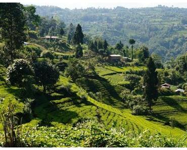 Volunteer Vol.1: Das Leben auf einer kleinen Teefarm in Nepal