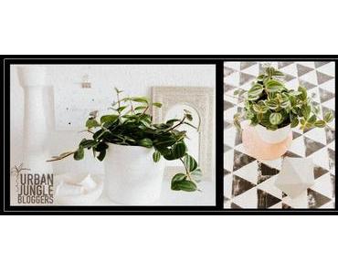 1 Plant – 3 Stylings / Urban Jungle Bloggers