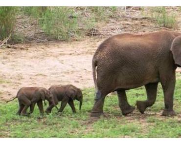 Elefantenzwillinge geboren