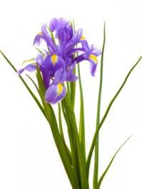 Iris ( Iris germanica )