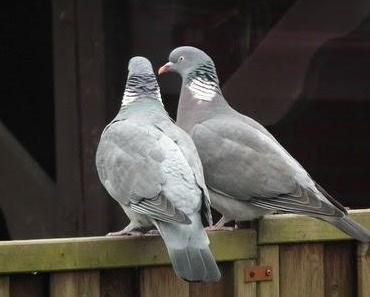 15 Grad wir haben doch Winter