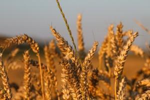 Weizen Steckbrief – Ein altes Getreide