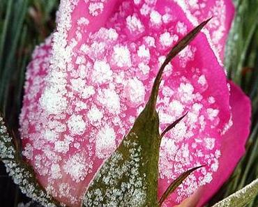 Puderzuckerrose * Frozen rose