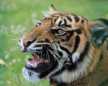 Tiger Auswilderung in Sibirien