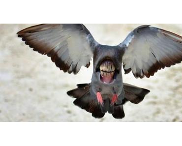 ‘Big Mouth Birds’ – Vögel mit großer Fresse