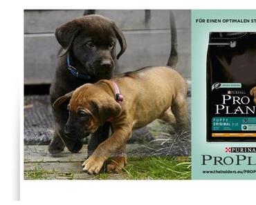 Pro Plan Puppy Welpenfutter – alles was ein Welpe braucht