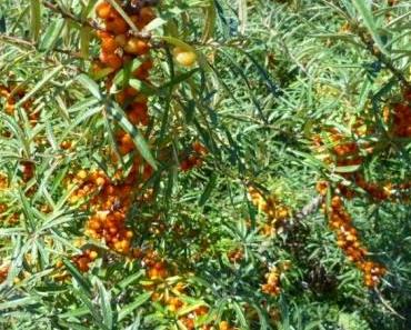 Jetzt mit Sanddorn- und Johannisbeerpulver Vitamine tanken