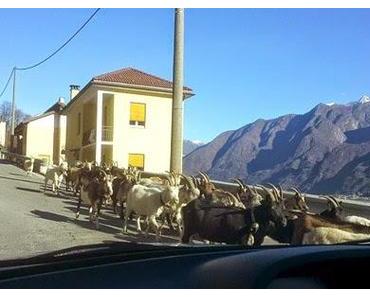 Wenn die Ziegen ins Tal getrieben werden