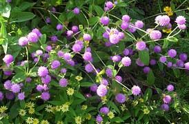 Amarant Pflanze – Der Fuchsschwanz