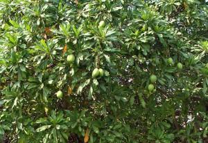Frucht Mango – Schmackhaft