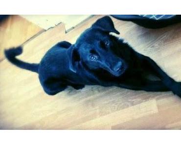 [In eigener Sache] Die etwas andere Wohnungssuche!