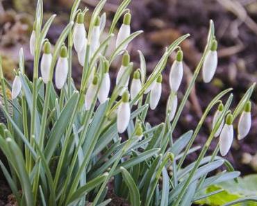 Aus meinem Garten: Erste Schneeglöckchen