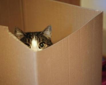 [365/66] – Cat in the Box