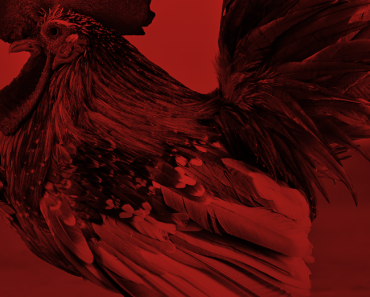 wallpaper-1689754