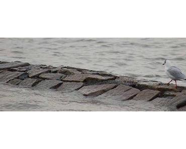 Mein Weg zu Paleo (Teil III) + ein dickes Dankeschön