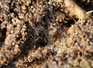 Ameisen bekämpfen – Die 7 besten Hausmittel gegen Ameisen