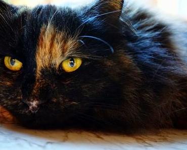 Sonntagsfüller With Some Pics