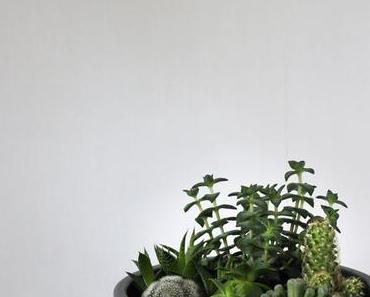 Little Indoor Jungle