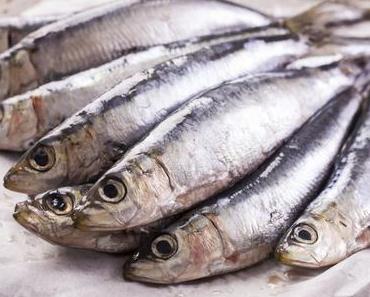 Kleine Fische: Sardinen und Sardellen im Vergleich