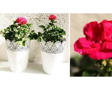 Gartenprojekt 2015 (Teil I April)