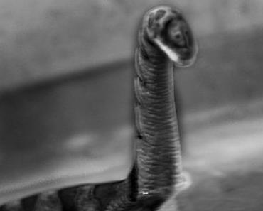 Tag des berühmtesten Nessie-Fotos