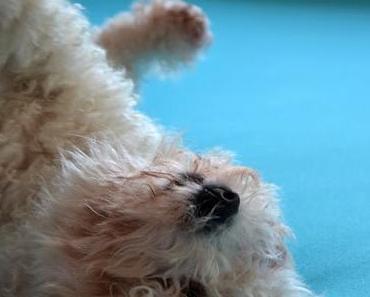 Dreckwatz auf Türkis | Part One