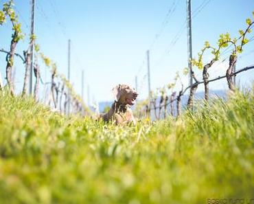 Südtirol ♥ St. Pauls