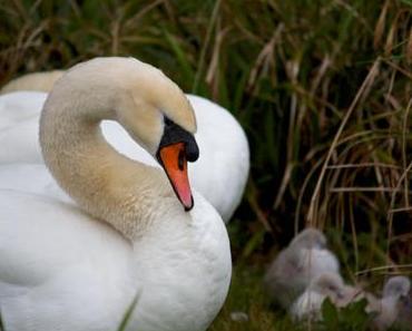 Der Blücherparkschwan – Bild 4 wird euch entzücken