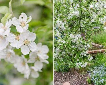 Von kleinen und größeren Projekten (Garten)