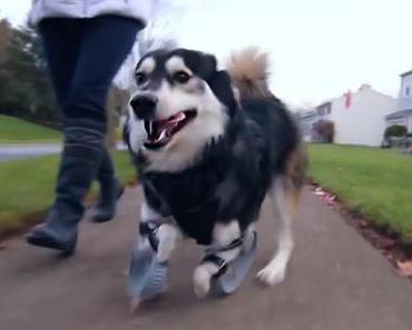 Herzige Hundestory. Derby bekommt neue Beine aus dem 3D-Drucker
