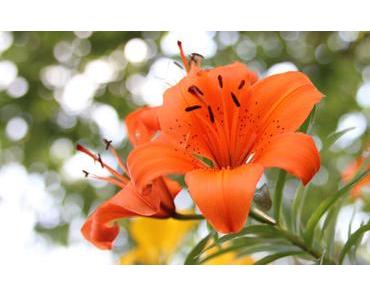 Für all die Mütter …