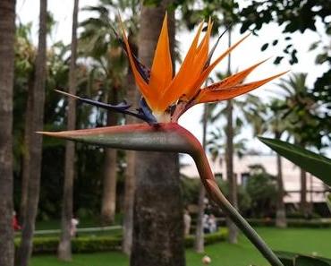 [Travel Diary] Puerto de la Cruz, Teneriffa