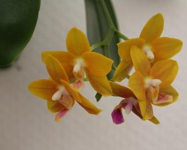 Foto: Gelbe Phalaenopsis-Orchidee in Blüte