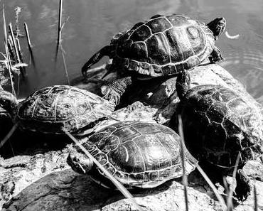 Welt-Schildkröten-Tag – der World Turtle Day