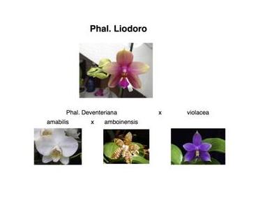 Phalaenopsis Liodoro (Duftorchidee)