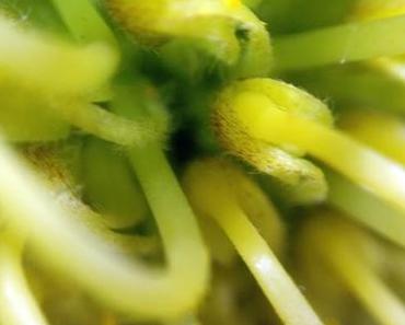 Die gelbe Protea am MakroMontag
