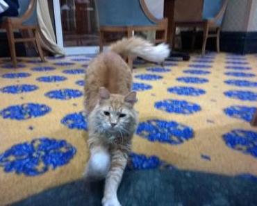 Märchenhaftes Kappadokien - Erinnerungen an eine wunderschöne Pauschalreise in die Türkei VIII